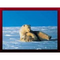 Fotografia polar bear cm 80x60 poster